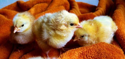 why tesla is immune to the chicken tax